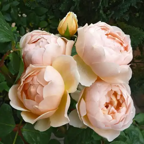 Trandafiri englezești - Trandafiri - Ausjo - 